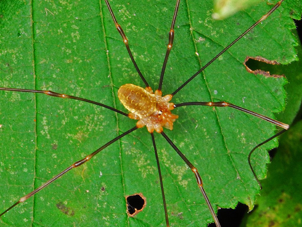 Opilio canestrinii ♂ - Phalangiidae